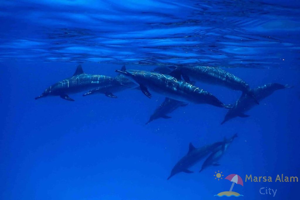 Shaab Samadai dolphin house