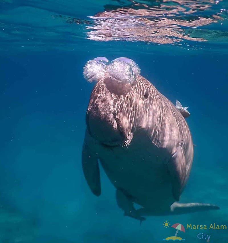 Abu Dabbad dugong Bay