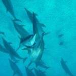 Sataya dolphins in Marsa Alam