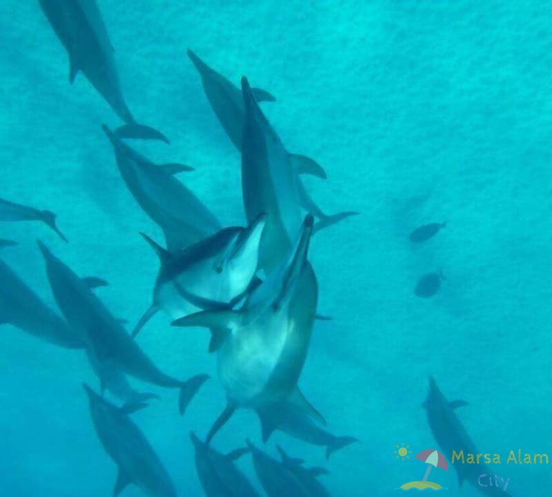 Sataya dolphins in Marsa Alam