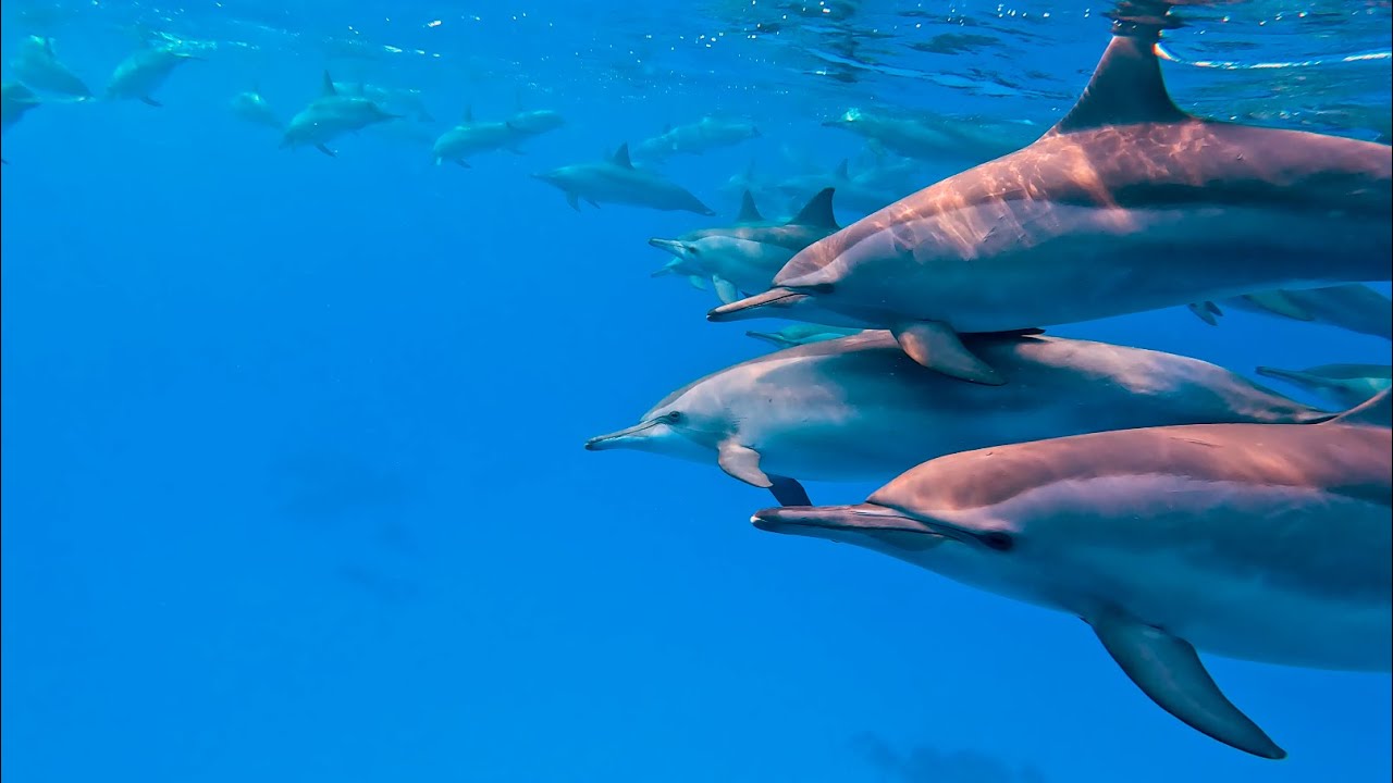 Sataya Dolphin, Marsa alam day trips 