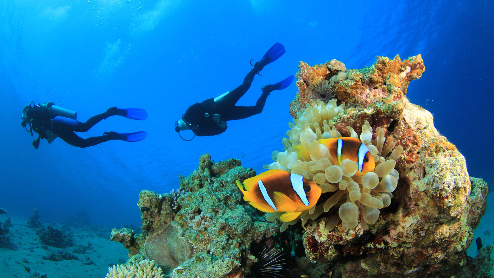 Reef Taxi Marsa Alam